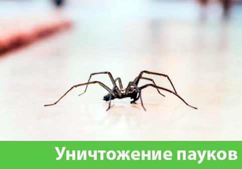 Избавиться от пауков в городе Электросталь