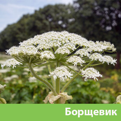 Борщевик в Электростали