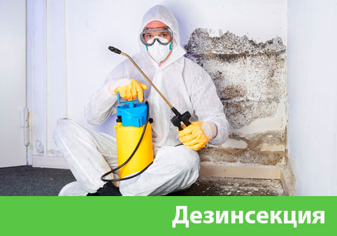 Дезинсекция в городе Электросталь