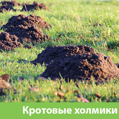 Кроты на участке в Электростали