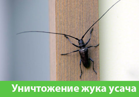 Обработка от жука усача в городе Электросталь