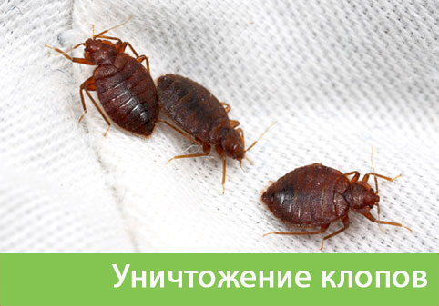Уничтожение клопов в городе Электросталь