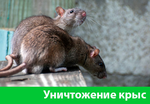 Уничтожение крыс в городе Электросталь