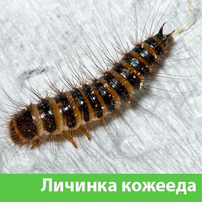 Личинка Кожееда в Электростали