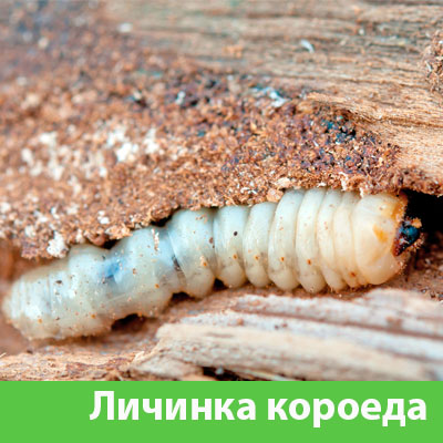Уничтожение личинок короеда в Электростали