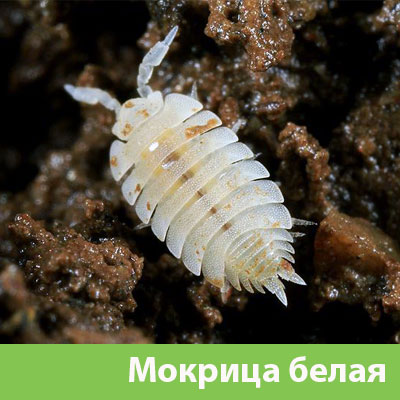 Мокрица в Электростали фото