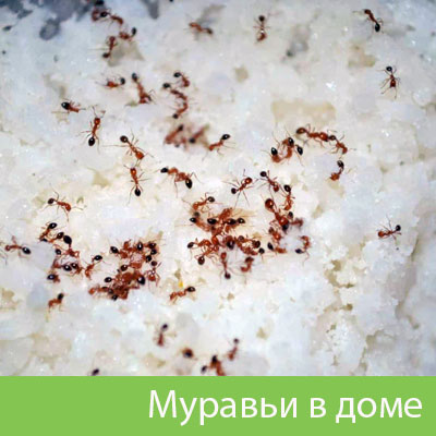 Муравьи в доме в Электростали