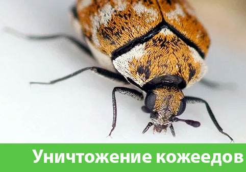 Обработка от кожееда в городе Электросталь 