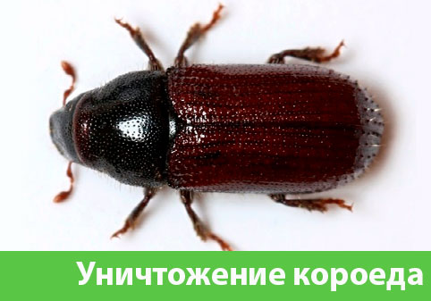 Обработка от древоточца в городе Электросталь