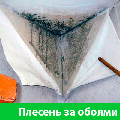 Удаление плесени в Электростали