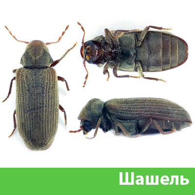 Обработка от шашеля в городе Электросталь