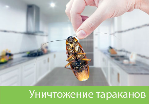 Уничтожение тараканов в городе Электросталь