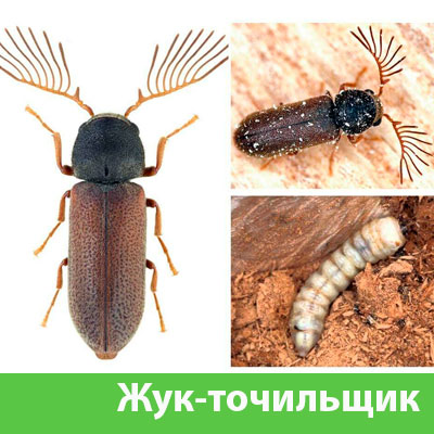 Уничтожение точильщика и личинок в Электростали