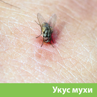 Уничтожение мух в Электростали