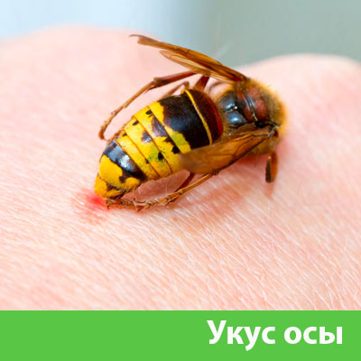 Профессиональное уничтожение ос и шершней в Электростали
