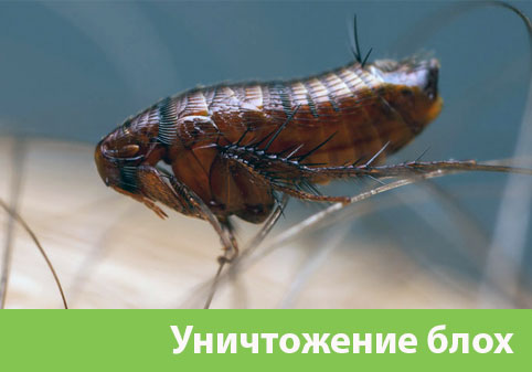 Уничтожение блох в городе Электросталь