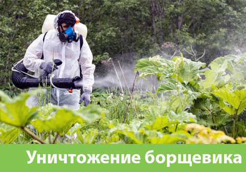 Уничтожение Борщевика в городе Электросталь