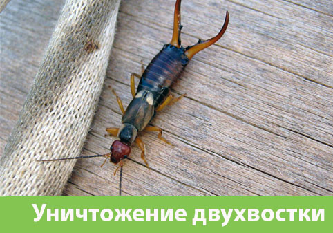 Уничтожение двухвостки в городе Электросталь