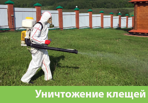 Уничтожение клещей в городе Электросталь
