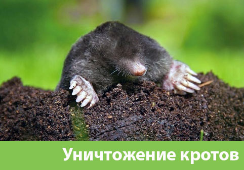 Уничтожение кротов в городе Электросталь