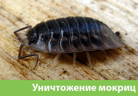 Мокрицы в квартире в городе Электросталь