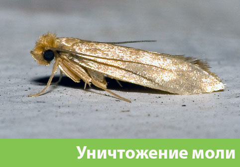 Уничтожение моли в городе Электросталь 
