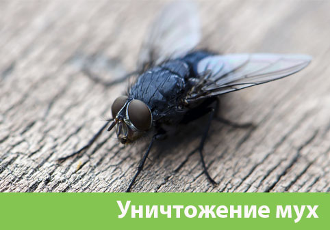 Уничтожение мух в городе Электросталь