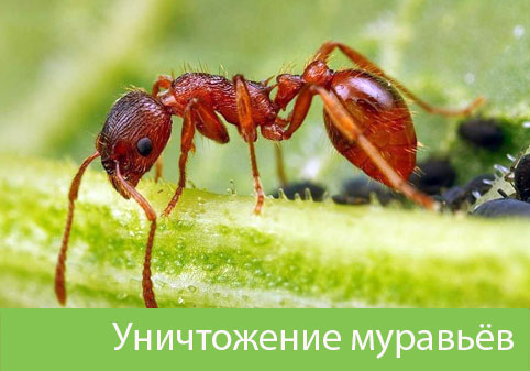 Уничтожение муравьёв в городе Электросталь