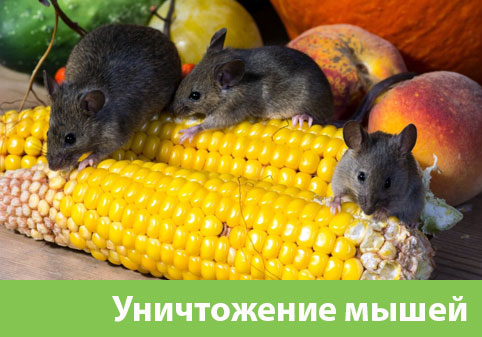 Уничтожение мышей в Электростали