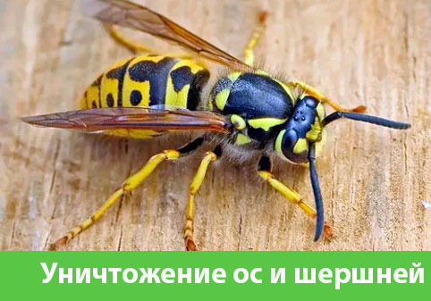 Уничтожение ос и шершней в городе Электросталь
