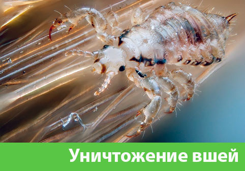 Уничтожение вшей в городе Электросталь